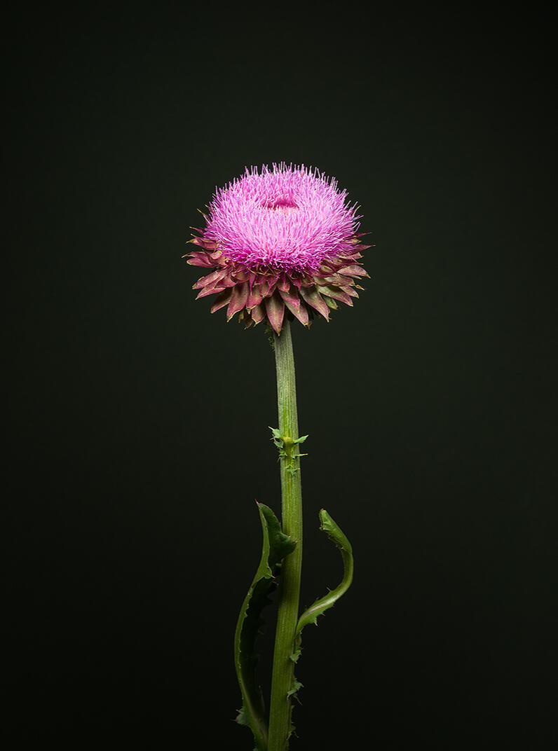 "Thistle" by Reagan D Pufall